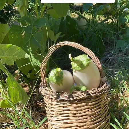 Fiori D'arancio Alloggio per agriturismo